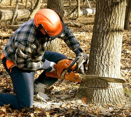Tree Removal in Lula, MS